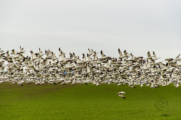 Snow Geese at Fir Island April 2018-6538