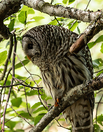Whatcom Falls Owl July 2021-1417