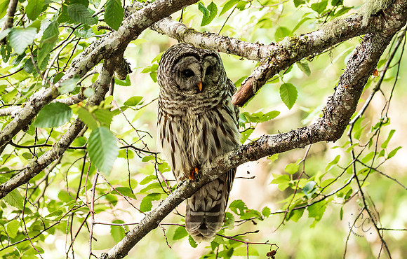 Whatcom Falls Owl July 2021-1425