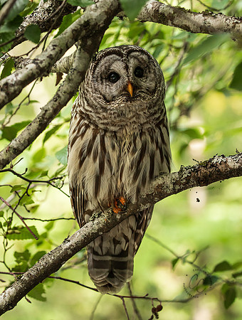 Whatcom Falls Owl July 2021-1440