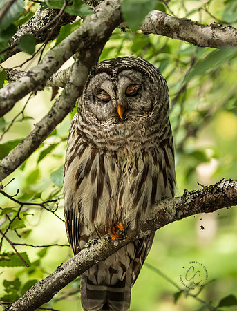 Whatcom Falls Owl July 2021-1441