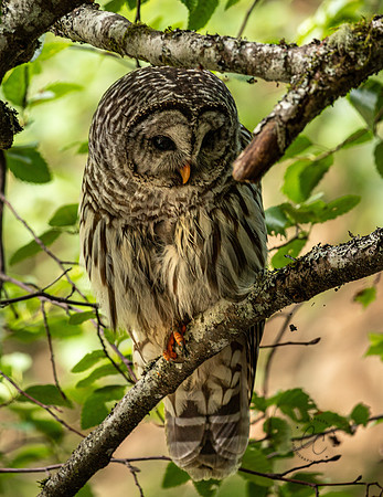 Whatcom Falls Owl July 2021-1397