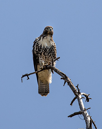 Hawk in our backyard July 2021-1679