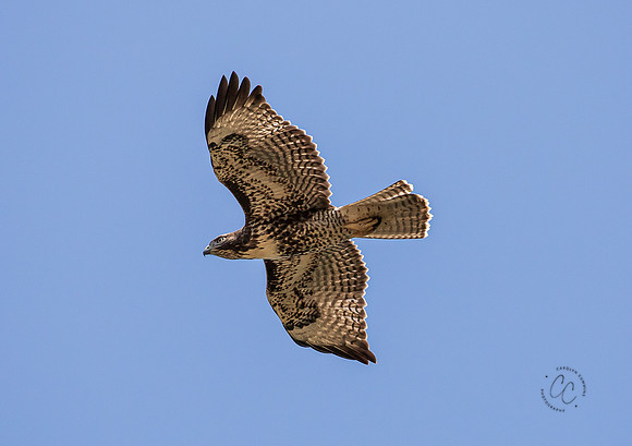 Hawk in our backyard July 2021-1689