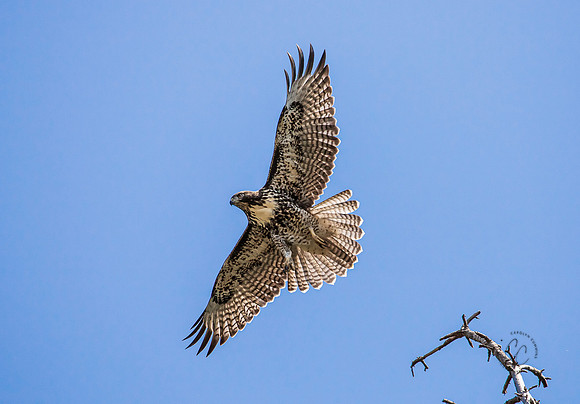 Hawk in our backyard July 2021-1682