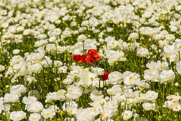 Carlsbad Flower Fields March 2017-9928