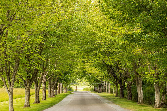 Hovander Farm May 2018-7865