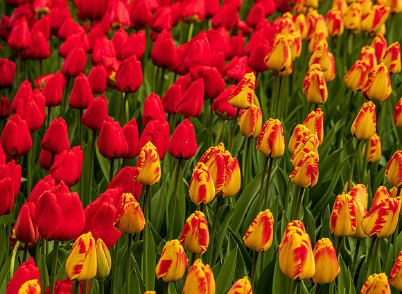 Roozengaarde Tulips April 2022-9889