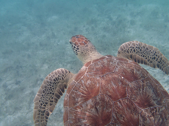 St. John Sea Life-4150028