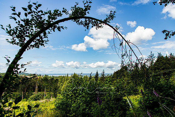 Ridge Trail Bellingham- July 2018-8981