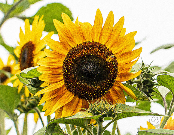 Sunflower 2021-2065