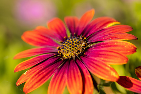 Flowers in my yard 2021-2025