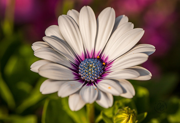 Flowers in my yard 2021-2018