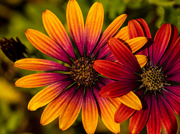 Flowers in my yard 2021-2019