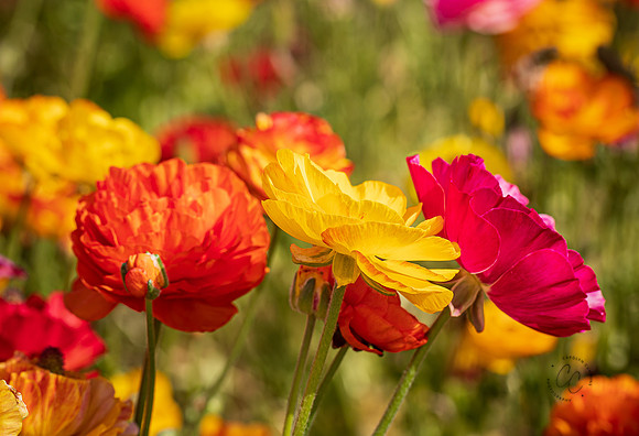 Carlsbad Flower Fields May 2022-0351