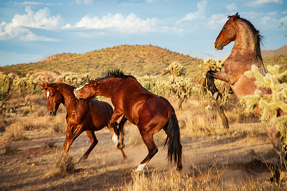 Wild Horse of Tonto National Forest Oct 2023-6700