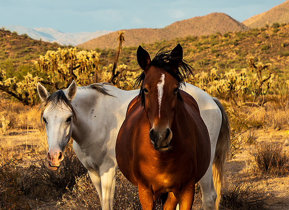 Wild Horse of Tonto National Forest Oct 2023-6724
