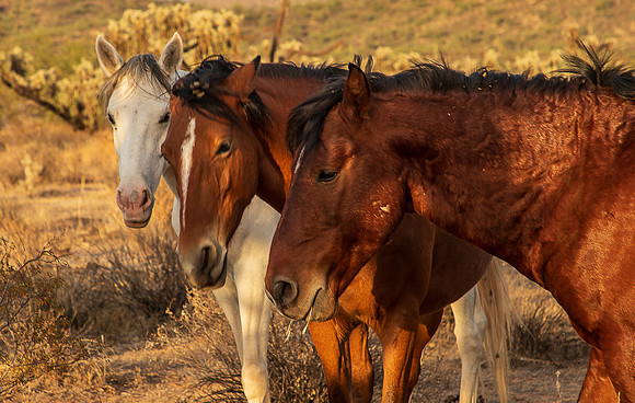 Wild Horse of Tonto National Forest Oct 2023-6729