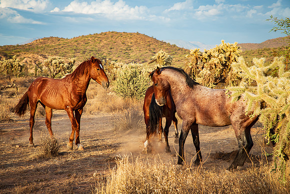 Wild Horse of Tonto National Forest Oct 2023-6703