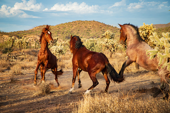 Wild Horse of Tonto National Forest Oct 2023-6701