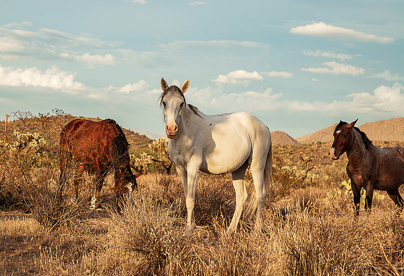 Wild Horse of Tonto National Forest Oct 2023-6735