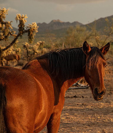 Wild Horse of Tonto National Forest Oct 2023-6772