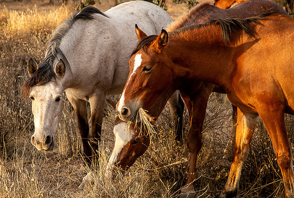 Wild Horse of Tonto National Forest Oct 2023-6748