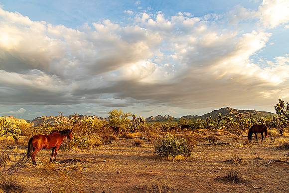 Wild Horse of Tonto National Forest Oct 2023-6771