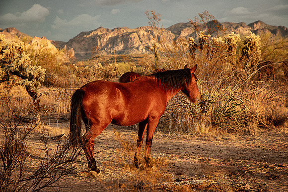 Wild Horse of Tonto National Forest Oct 2023-6767