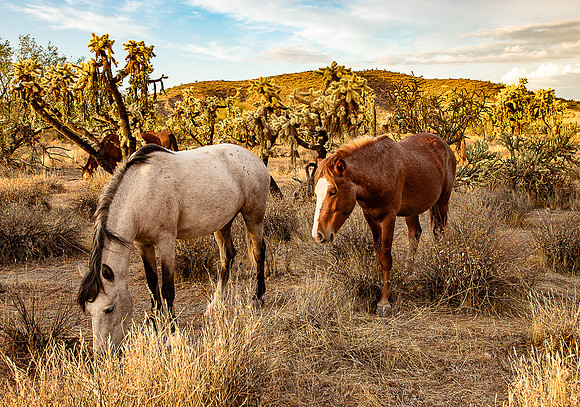 Wild Horse of Tonto National Forest Oct 2023-6751