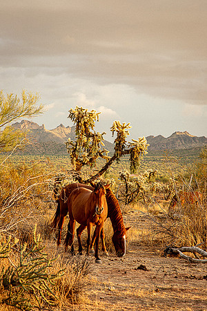 Wild Horse of Tonto National Forest Oct 2023-6776