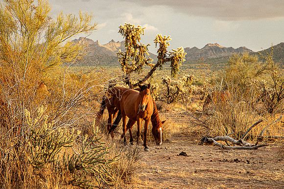 Wild Horse of Tonto National Forest Oct 2023-6775