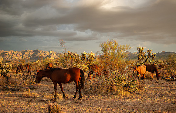 Wild Horse of Tonto National Forest Oct 2023-6780
