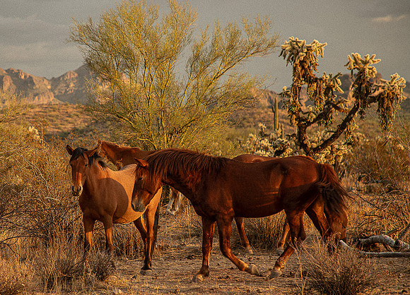 Wild Horse of Tonto National Forest Oct 2023-6783