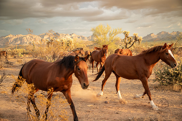 Wild Horse of Tonto National Forest Oct 2023-6790