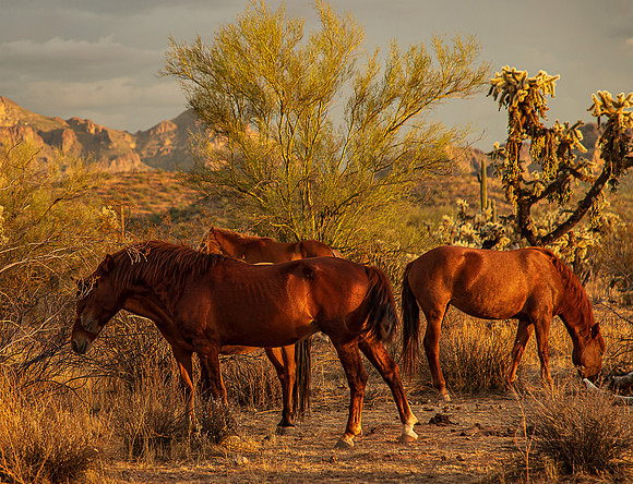 Wild Horse of Tonto National Forest Oct 2023-6784