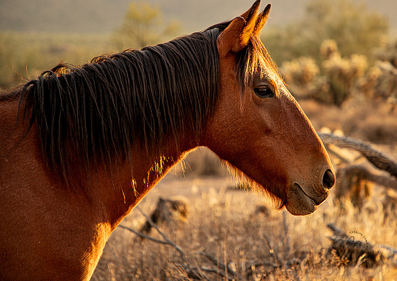 Wild Horse of Tonto National Forest Oct 2023-6794