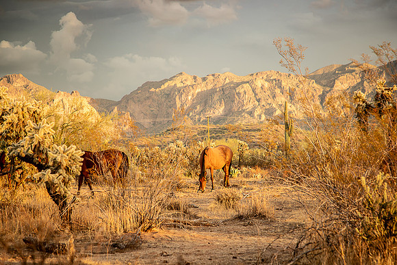 Wild Horse of Tonto National Forest Oct 2023-6800