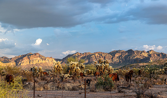Wild Horse of Tonto National Forest Oct 2023-6841