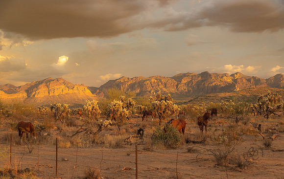 Wild Horse of Tonto National Forest Oct 2023-6843