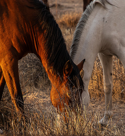 Wild Horse of Tonto National Forest Oct 2023-6830