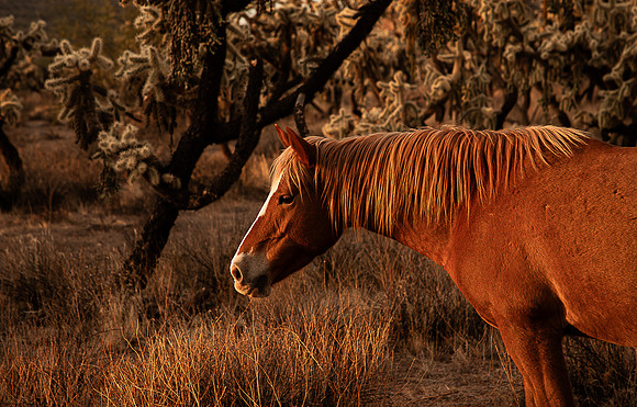 Wild Horse of Tonto National Forest Oct 2023-6849