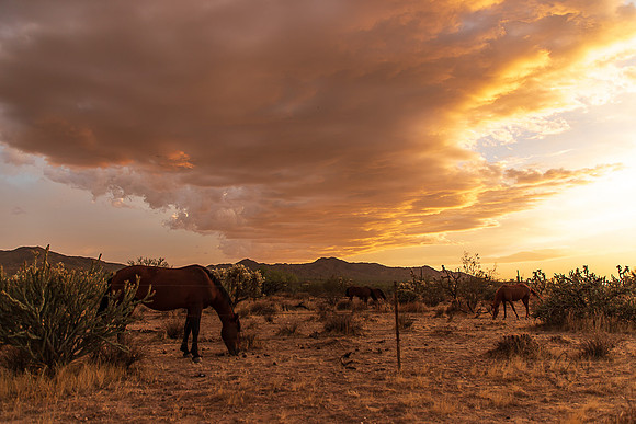 Wild Horse of Tonto National Forest Oct 2023-6886