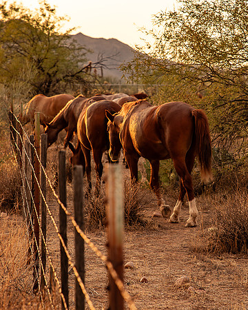 Wild Horse of Tonto National Forest Oct 2023-6858