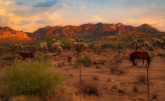 Wild Horse of Tonto National Forest Oct 2023-6870