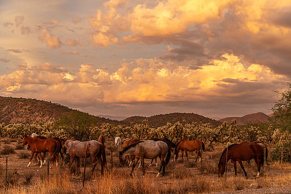Wild Horse of Tonto National Forest Oct 2023-6888