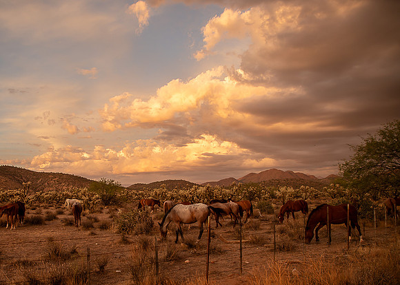 Wild Horse of Tonto National Forest Oct 2023-6889