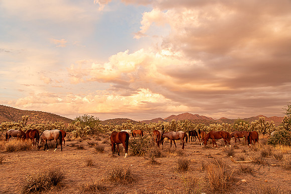 Wild Horse of Tonto National Forest Oct 2023-6896