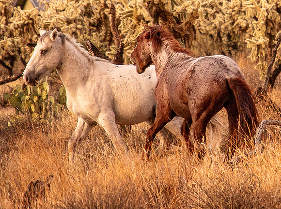 Wild Horse of Tonto National Forest Oct 2023-6891