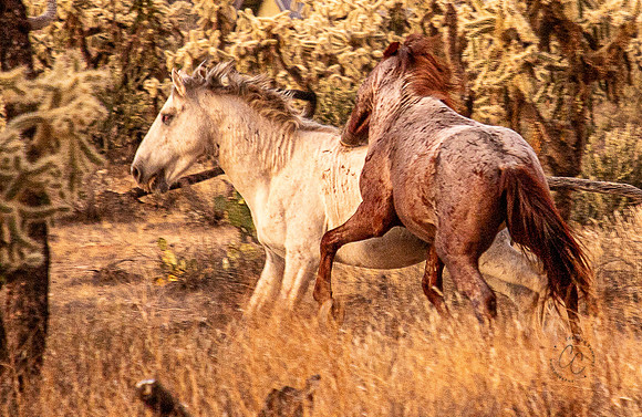 Wild Horse of Tonto National Forest Oct 2023-6892